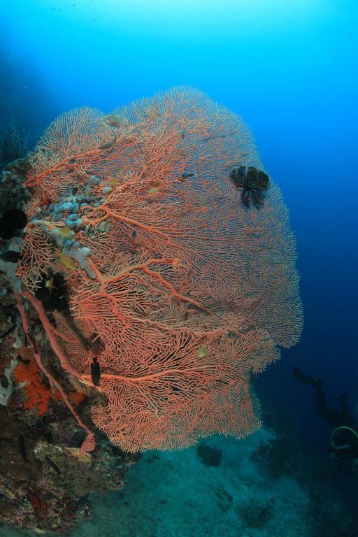 Asian Belgian Dive Resort Moalboal Exterior foto