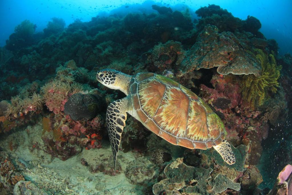Asian Belgian Dive Resort Moalboal Exterior foto